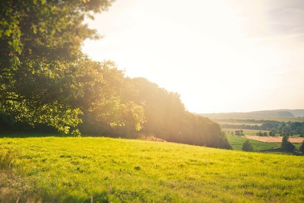 Soleil brillant dans le ciel au-dessus de la clairière