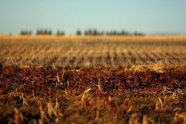 Agriculture et champs à l automne