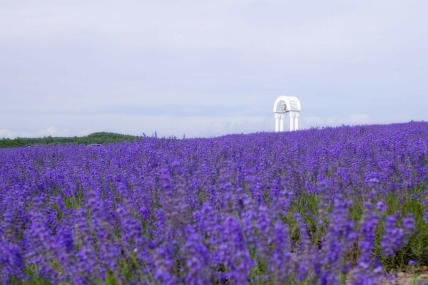 Lebendige Landschaft mit Blumen