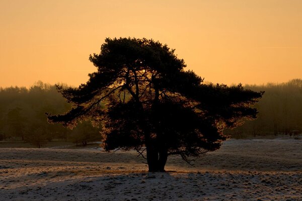 Paysage: un immense arbre solitaire dans le brouillard de l aube