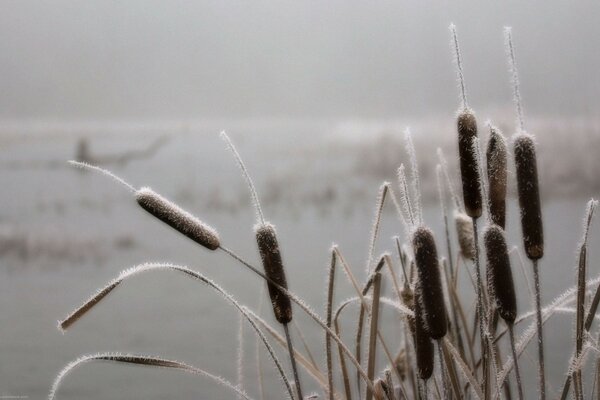 Schilf mit Morgenrost bedeckt