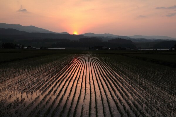 Cultivated lands on the background of sunset