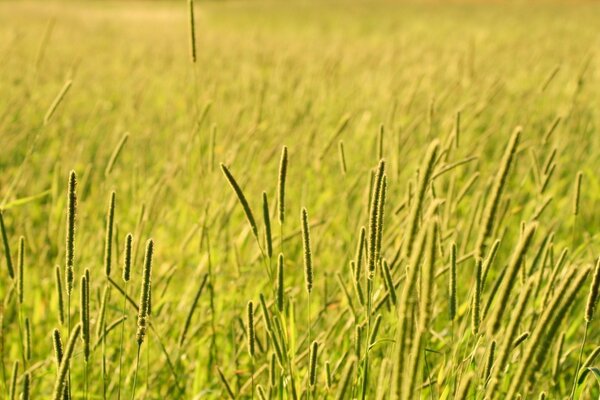 Golden grass is mowing in the field