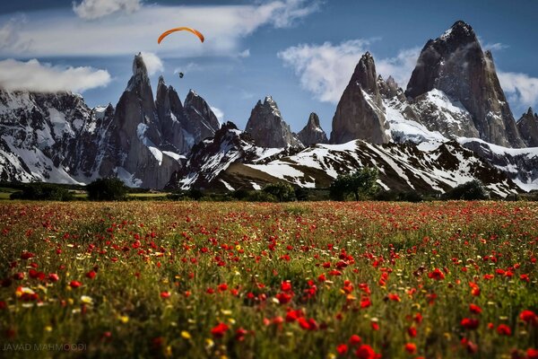 The world of nature. Field with flowers on the background of mountains