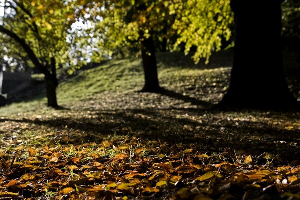 Feuilles d automne sur le sol