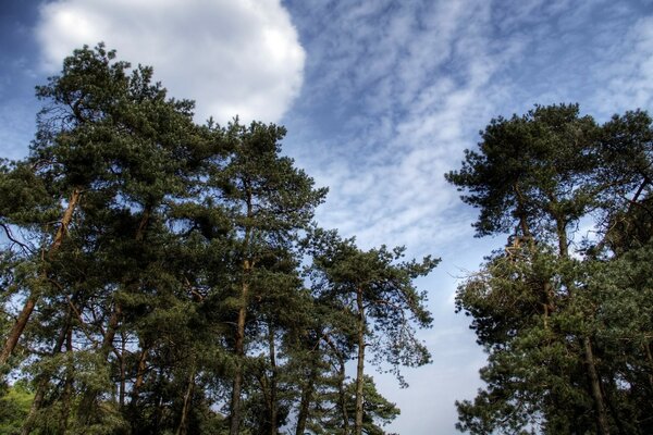 Ship pine trees against the blue sky