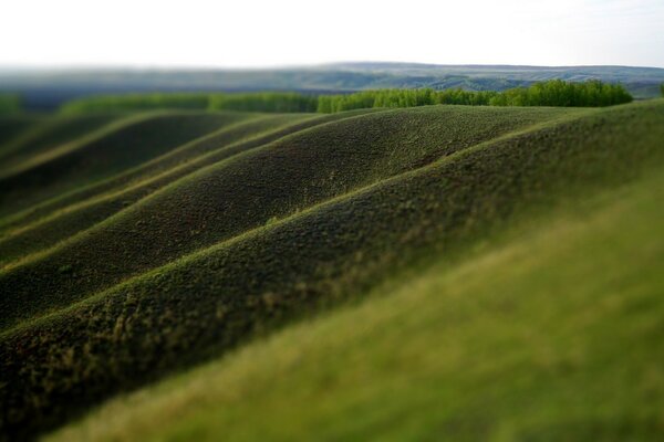 Herbe verte sur toute la surface de la terre