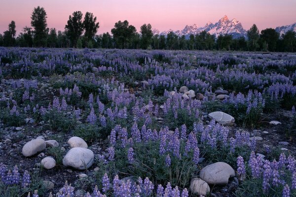 Paysage de clairière fleurs bleues pierres montagnes