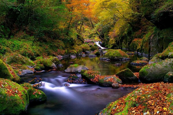 Fabulosas vistas del río del bosque de otoño