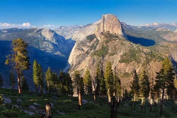 Wildlife. Forest and mountains