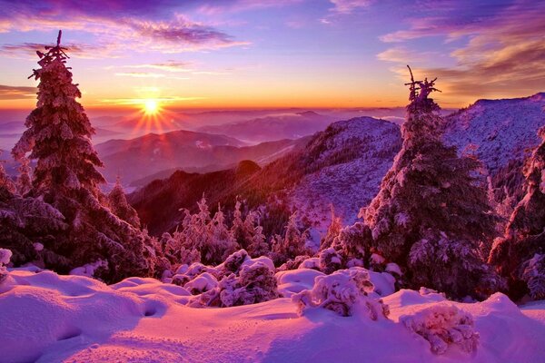 Mañana de cuento de hadas malva de invierno