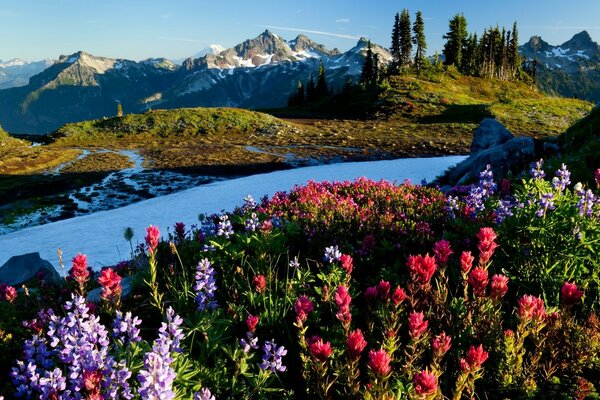 Hermosas flores junto al río de montaña