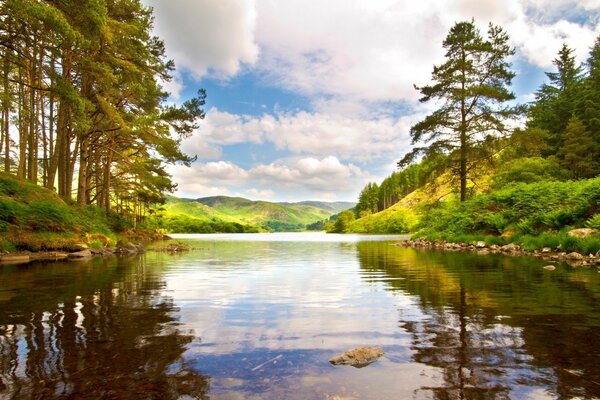 Coniferous forest on the river bank