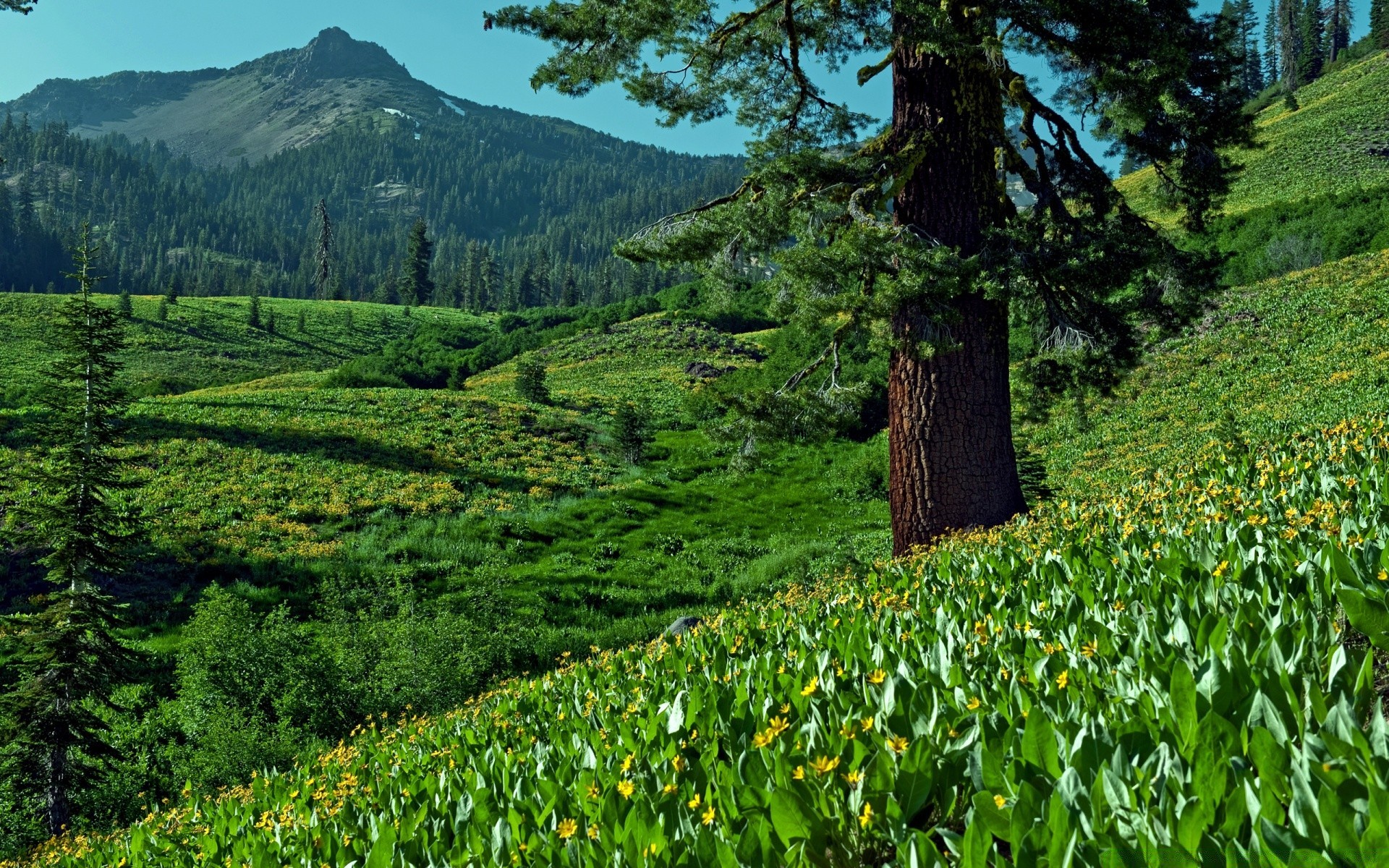 mountains landscape nature tree wood scenic mountain flora outdoors flower leaf summer environment sight hill