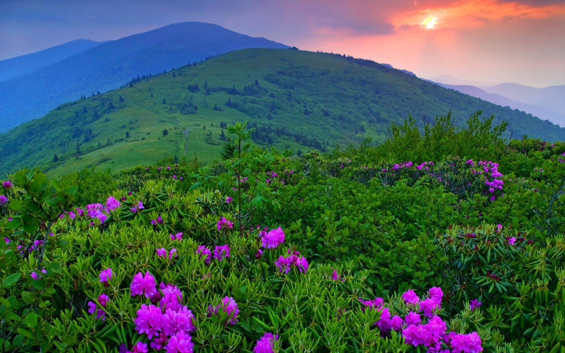 dağlar doğa manzara saman biçme makinesi açık havada dağlar yaz çimen alan çiçek flora manzara çevre güzel hava kırsal doğal