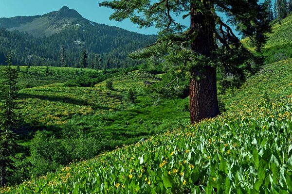 पहाड़ों के पेड़ों और खेतों के साथ लैंडस्केप