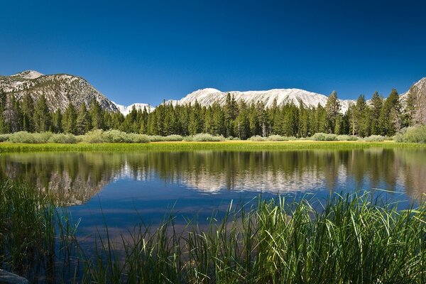 Vista delle montagne e della foresta attraverso il fiume con riflessione