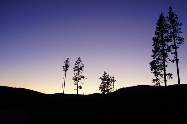 Silhouettes of trees against the sky at sunset