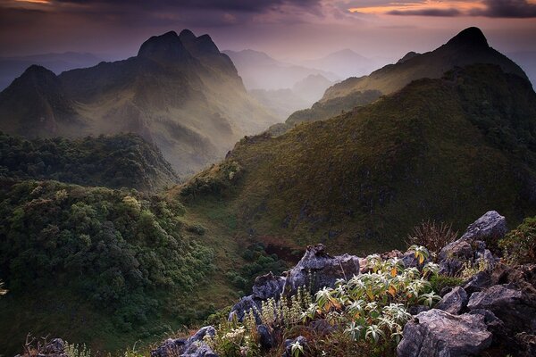 Flores en el valle de la montaña, entre los árboles