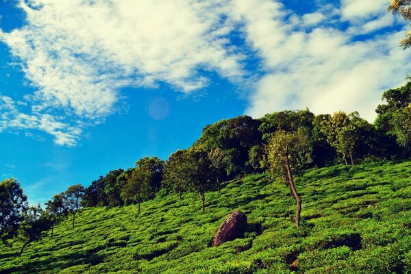 A wonderful landscape of nature. Blue sky