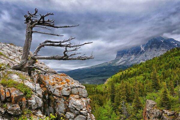 Albero sulla roccia nel Parco Nazionale dei ghiacciai