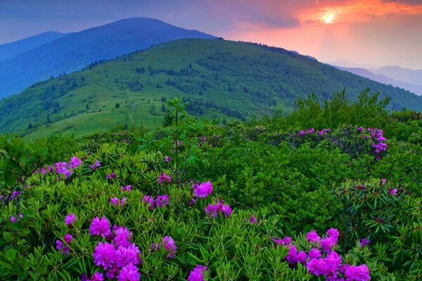 Montagnes au coucher du soleil avec des fleurs roses