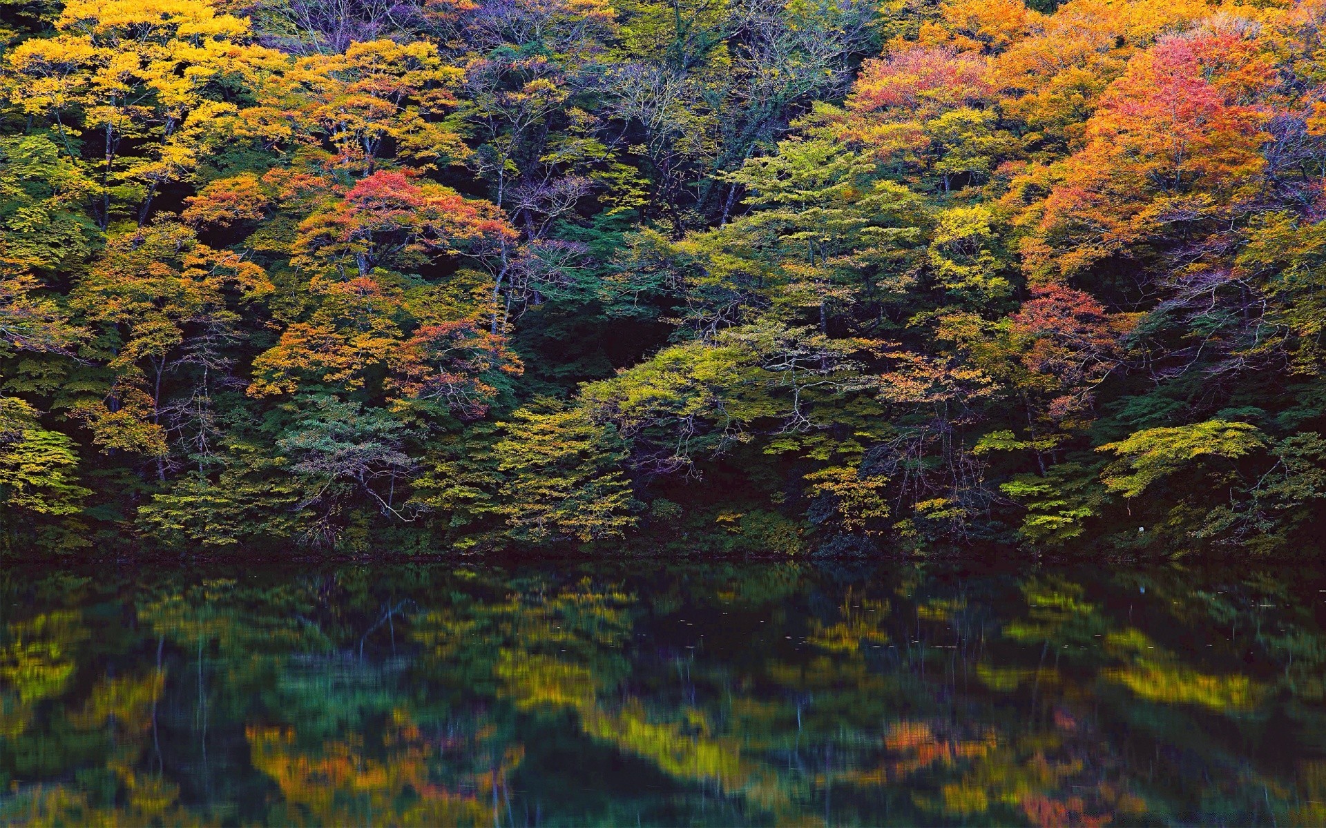 湖泊 秋天 树叶 树 景观 木材 自然 枫树 户外 桌面 公园 季节 风景 颜色 日光 环境 水 郁郁葱葱 植物 景观