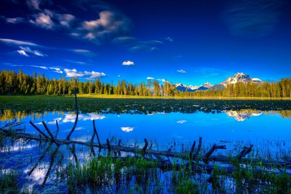 El cielo azul brillante se refleja en la superficie del lago en medio del bosque