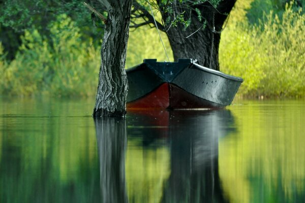 Ruhiger See und sommerliche Natur