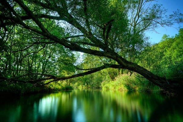 Bela natureza: uma árvore no lago