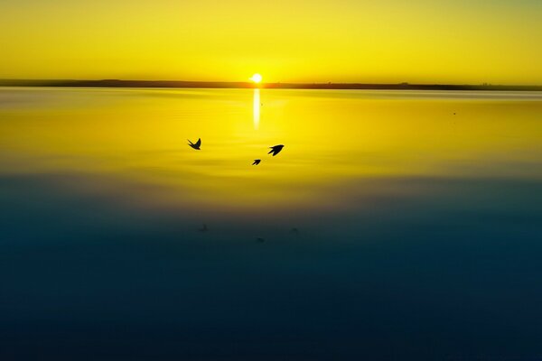 Gentle swallows over the water surface