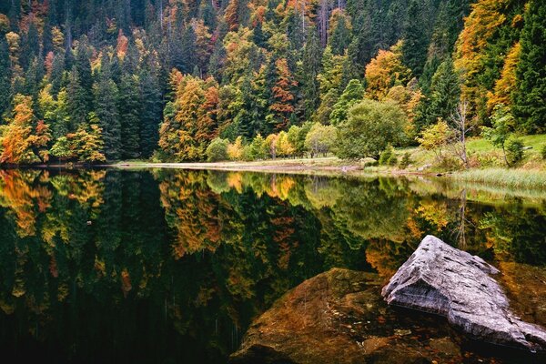 Bildschirmschoner für Computermonitor See und Wald