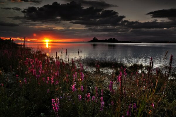 Sunset on the lake with pink flowers