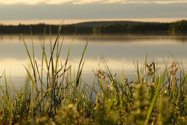 Tautropfen auf dem Gras am See