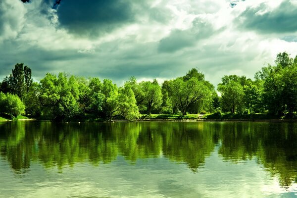 Green forest with clean water