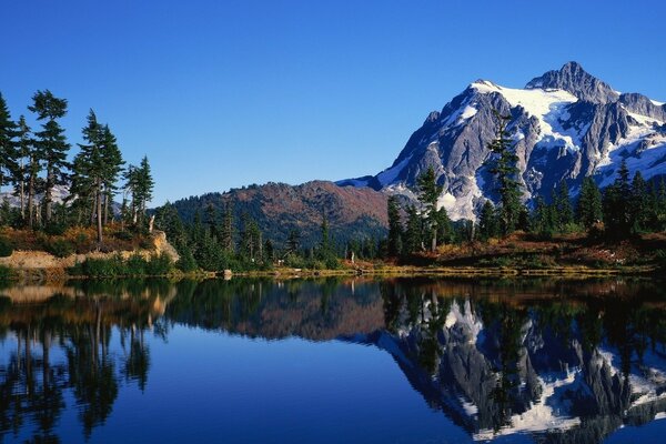 Majestic pine trees on the shore of a mountain lake