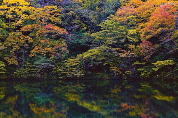 Autumn colors in daylight