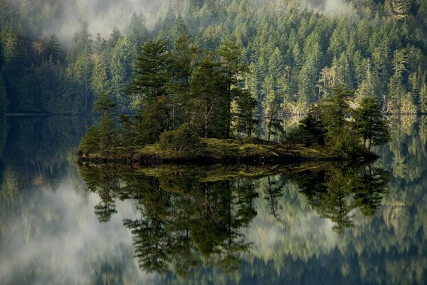 Bellissimo paesaggio su una bella foresta