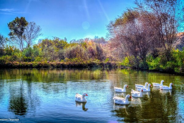 Salvapantallas cisnes y lago