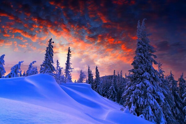 Snowy forest fir trees needles