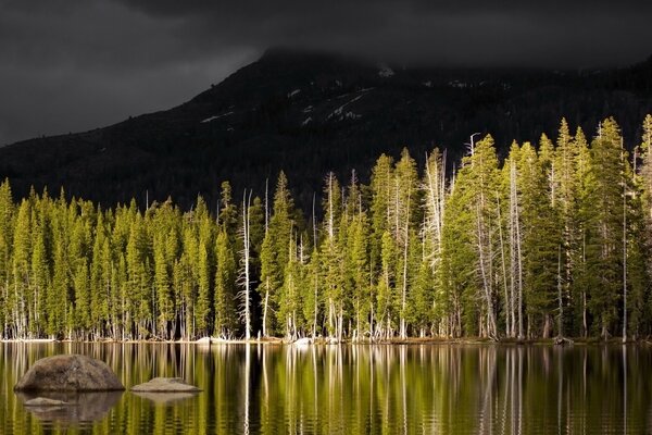 Coniferous forest on the shore of the reservoir