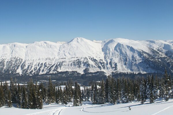 There is a spruce forest at the foot of the mountains