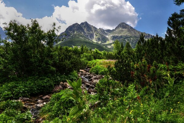 Підйом до гір через ліс