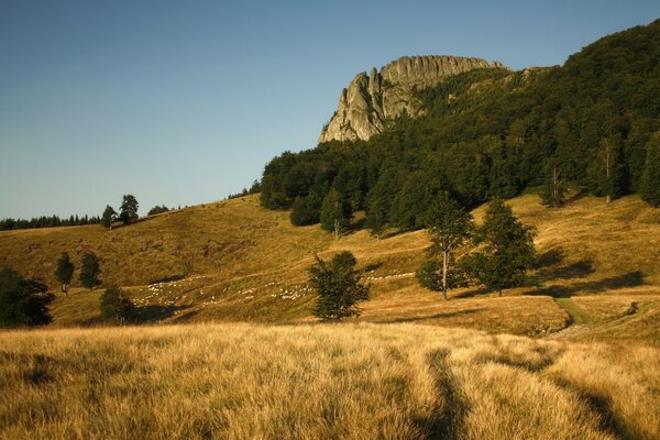 Autumn meadow and rock surrounded by forest against the sky