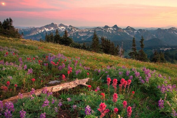 Prairie de montagne avec des fleurs violettes et cramoisies et bois flotté en arrière-plan de la montagne et le ciel coucher de soleil dans le coin gauche du soleil