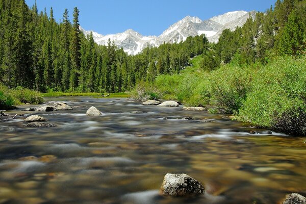 Mountain river in a green forest