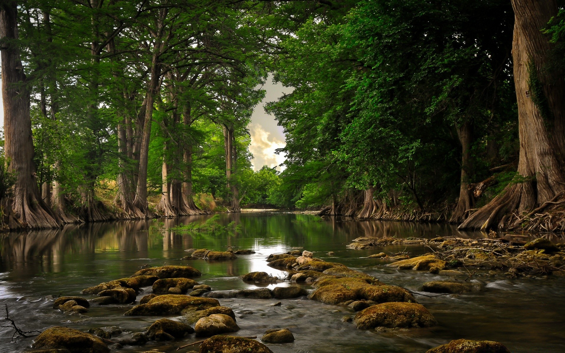 rivières étangs et ruisseaux étangs et ruisseaux eau nature bois rivière arbre feuille paysage à l extérieur automne voyage flux été