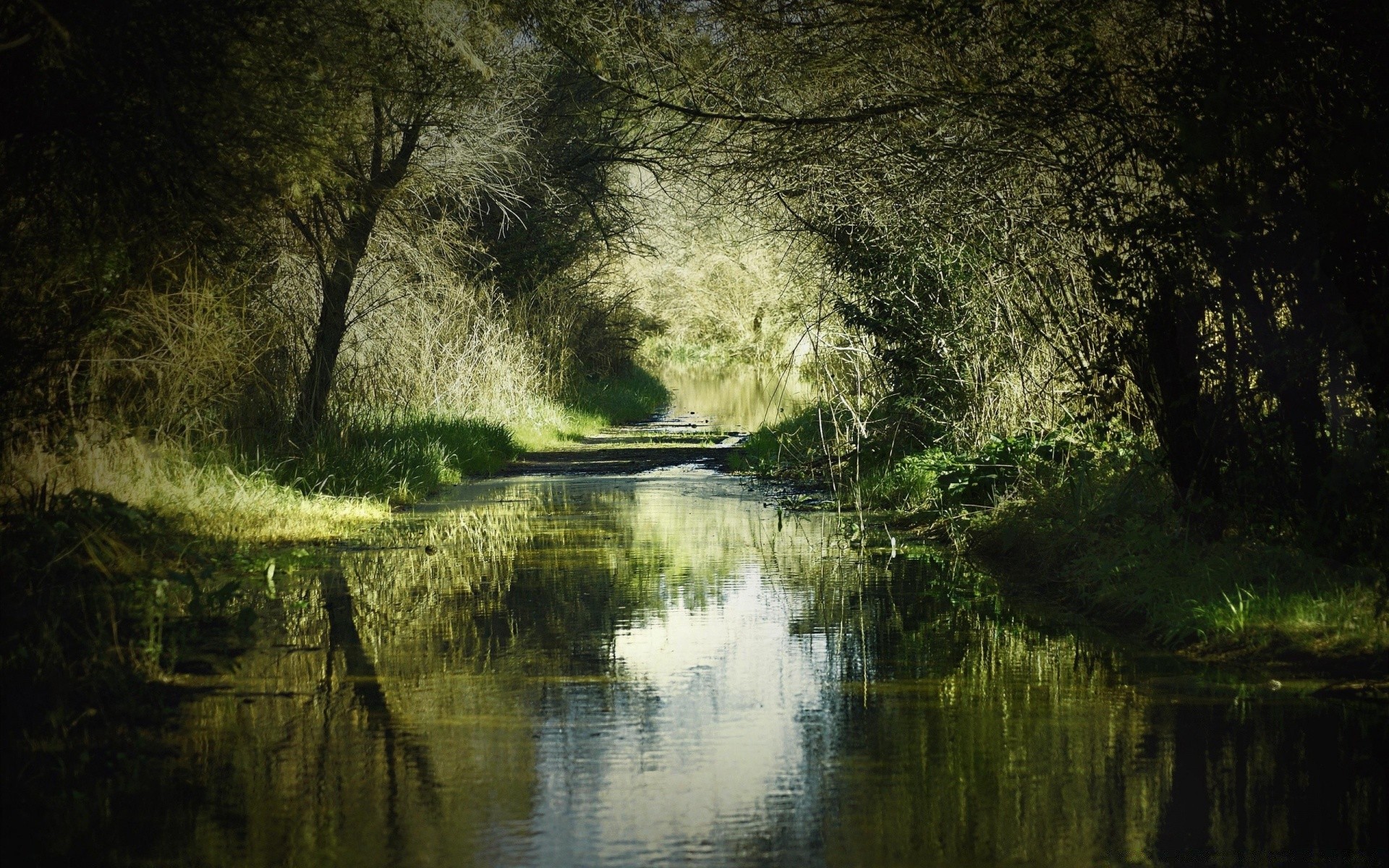 fiumi stagni e torrenti stagni e torrenti acqua natura albero fiume paesaggio legno riflessione luce lago parco foglia