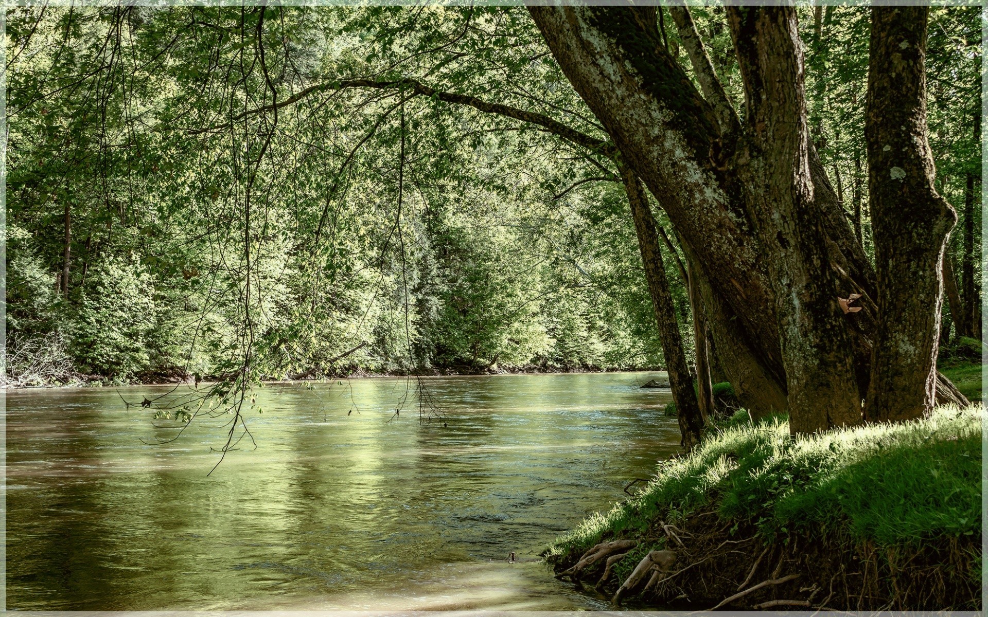 rivières étangs et ruisseaux étangs et ruisseaux bois nature eau bois rivière paysage feuille parc environnement extérieur saison flore flux réflexion scénique paysages été automne lac