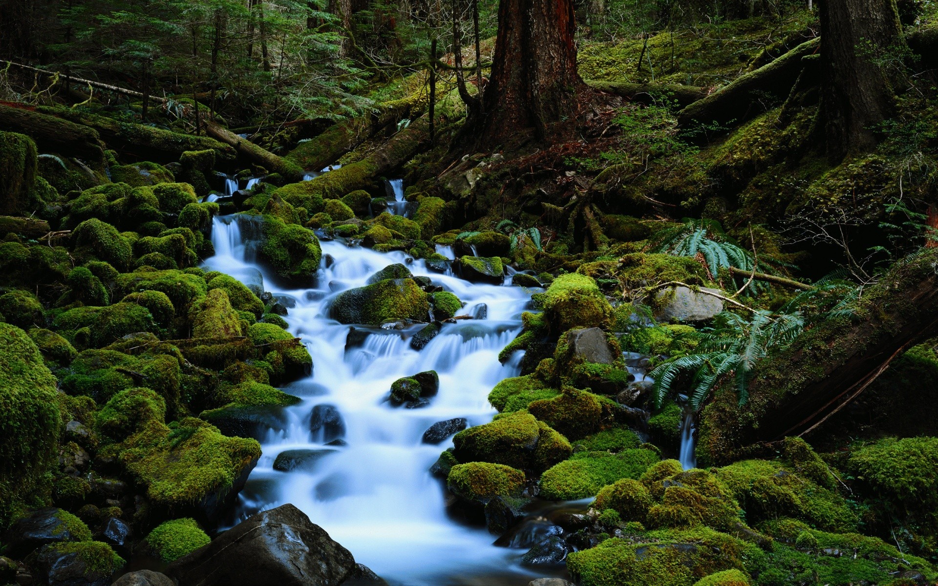 rivières étangs et ruisseaux étangs et ruisseaux mousse eau rivière bois cascade ruisseau paysage ruisseau rock nature automne arbre cascade montagne feuille mouvement photographie parc mousse